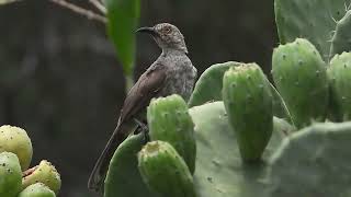 Pájaro Huitlacoche [upl. by Wileen808]