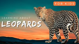 Learning About Leopards  Little Lab  Kids Educational Video [upl. by Ellenig27]