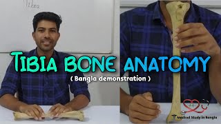 Tibia bone anatomy in Bangla  Medical Study in Bangla [upl. by Aciraa]