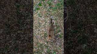 Giant Buck 10 yards under the STAND hunting deer deerhunting outdoors [upl. by Blasien880]