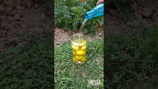 HOW TO STORE LEMONS🍋 2 WAYS TO KEEP LEMONS FRESH FOR MONTHSPRESERVE LEMONSBY IQRAS DELICACIES [upl. by Nosle]