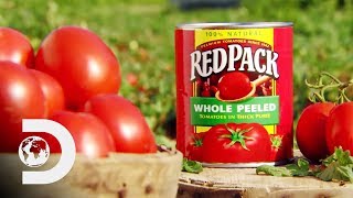 CANNED TOMATOES  How Its Made [upl. by Chae]