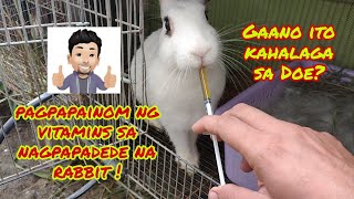 Pagpapainom ng LCVit sa nagpapadede na rabbit  Emergency kit for rabbit  oral vitamins for rabbit [upl. by Amalberga]