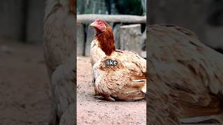 Hen amp Rooster 10 MindBlowing Facts About Chickens You Didnt Know [upl. by Maurilla]