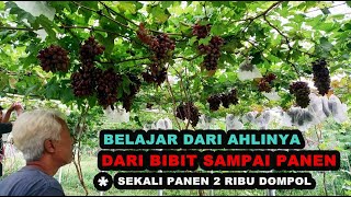 Panduan Budidaya Anggur Import dari Bibit Sampai Panen  MASIH MUDA SUDAH EXPERT ANGGUR [upl. by Idnic]