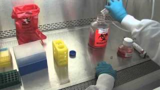 Thawing and Plating Cryopreserved Hepatocytes  Video Demonstration [upl. by Leelaj]