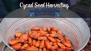 Cycad Seed Harvesting [upl. by Gayleen]