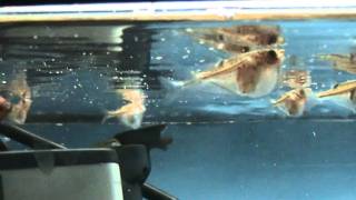 Blackwing Hatchetfish Carnegiella marthae for sale at Tyne Valley Aquatics [upl. by Enajharas601]