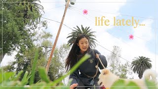 VLOG 🌸 Spring is here California poppies super bloom cozy at home [upl. by Selena]