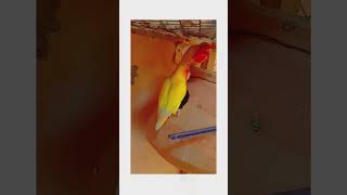 lovebirds birds birdsounds lovebird parrot bird lutinocolony commonlutino budiges [upl. by Seligman]