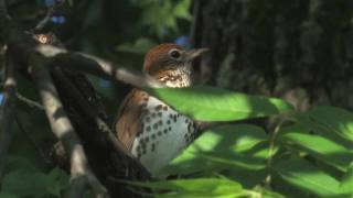 wood thrush [upl. by Cleve911]