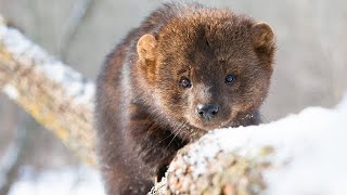 Fisher Cat Visits My Backyard [upl. by Aciretahs959]