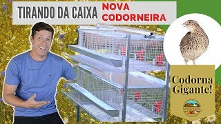 Chegou a Codorneira das Gigantesquot  Marca Tudo Para Codornas [upl. by Diannne]