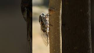 Class Insecta 985421  Insects amp Cicadas Superfamily Cicadoidea  Observed in Description [upl. by Grazia]