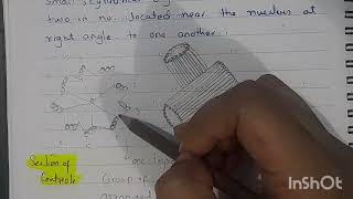 Centriols structure and functions Class 11 [upl. by Viviana]