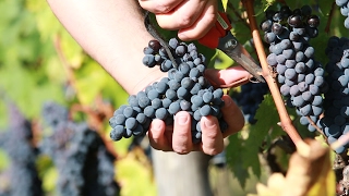 Vendemmia 2016 Brunello di Montalcino [upl. by Alisa]