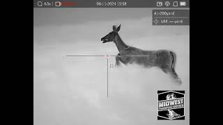 Doe Charging The Caller Coyote Hunting foxpro coyotecalling [upl. by Akinehc]