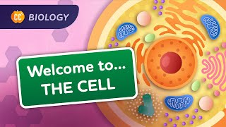 A Tour of the Cell Crash Course Biology 23 [upl. by Nimad179]