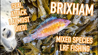 Mixed LRF Species Hunting  Brixham [upl. by Witha367]