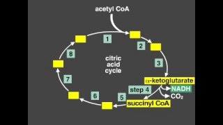 Citric Acid Cycle Explanation Krebs cycle [upl. by Cindy]