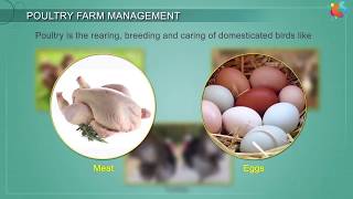 Poultry Farm Management [upl. by Kedezihclem8]