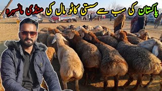 Mansehra Bakra Mandi Latest Update 25 December 2023  Sasta Mall [upl. by Hannah]