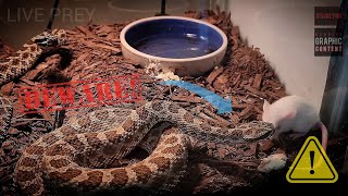 Rattlesnakes Euthanizing amp Eating Prey  WARNING LIVE FEED [upl. by Nork900]