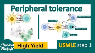 Peripheral tolerance  clonal anergy  Negative costimulation  peripheral deletion  USMLE step1 [upl. by Osner]