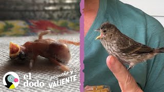 Mujer rescata a un pájaro con 1 día de vida y se convierte en su mamá I Pequeño y Valiente El Dodo [upl. by Turro]