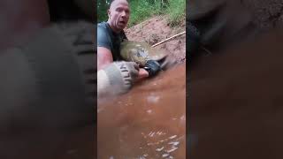 Noodling a Flathead from Inside the Bank Fishing for Catfish in Oklahoma noodling trending [upl. by Orpha]