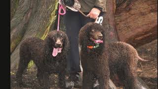 Irish Water Spaniel Meetup 2017 [upl. by Pucida]