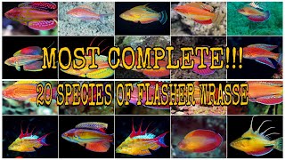 MOST COMPLETE 20 SPECIES OF FLASHER WRASSE PARACHEILINUS [upl. by Acinna310]