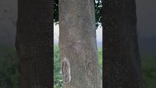 Bark of Alstonia scholaris near Mahanadi River areas [upl. by Sasnett683]