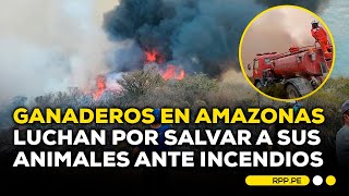 Incendios en Amazonas no hay forraje ni alimento para ganado SIEMPRECASARPP  DESPACHO [upl. by Aubin979]