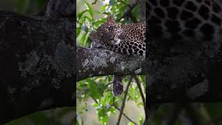 Young leopard at Governors Camp Masai Mara Kenya [upl. by Anilorak]