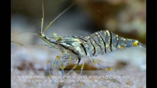 Palaemon elegans  Mediterranean Shrimp [upl. by Anatniuq]