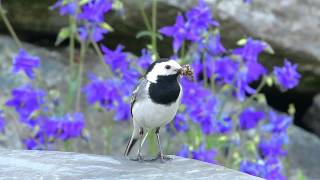 Linerle  White Wagtail Motacilla alba [upl. by Ilyse]