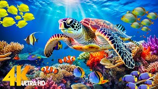 Ocean 4K  Sea Animals for Relaxation Beautiful Coral Reef Fish in Aquarium 4K Video Ultra HD 6 [upl. by Yarahs413]