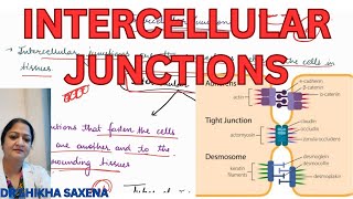 Intercellular connections Tight junction zonula adherens desmosome hemidesmosomes [upl. by Ylirama259]