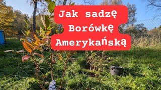 Jak sadzić borówkę amerykańską [upl. by Nannarb928]