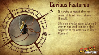 Golden Orb Weaver Spider facts  London Zoo [upl. by Orit413]