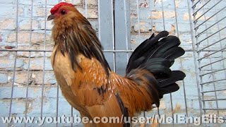 Poule et Coq Barbu dAnvers Caille  Antwerp Belgian Bantam  Antwerpener Bartzwerge [upl. by Eiclek]