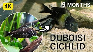 珍珠蝴蝶9個月漸漸變化中Tropheus duboisiDuboisi Cichlid 9 months [upl. by Allemrac708]