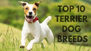 TOP 10 TERRIER DOG BREEDS TOP 10 TERIERÓW [upl. by Clemente]