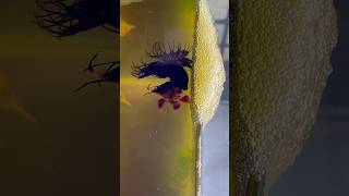 Betta fish breeding ♥️ babies update shorts bettafish breeding [upl. by Joelynn]