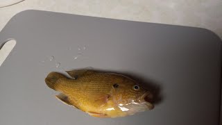 Green Sunfish Catch And Cook Must Watch [upl. by Perusse709]