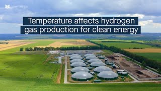 Hydrogen gas production from plant biomass is influenced by temperature effects on microbes [upl. by Artinak]