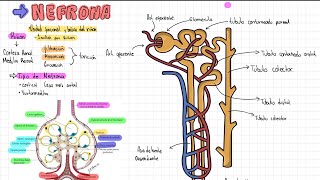 Anatomía de la Nefrona  Nefrologia  Partes del Riñon  Anatomía para Estudiantes [upl. by Almira]