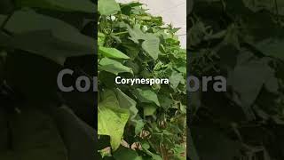 No te confundas corynespora viralvideo farming agriculture farmer plants hortalizas pepino [upl. by Aniat710]