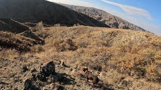 Zırhlı Keklik 😲  Armored Chukar 😲 Incredible Shots at Patridge Hunt [upl. by Fleece]